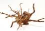 Decorline Spider Wood misure cm25x21x27 Foto Reale cod.SP15