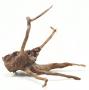 Decorline Spider Wood misure cm24x17x16 Foto Reale cod.SP46