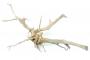 Decorline Spider Wood misure cm65x30x25 Foto Reale cod.SP46