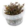 Rotala Macrandra in vitro - Article To Be Sold Only In Italy