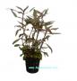 Alternanthera Rosaefolia mini - Article To Be Sold Only In Italy