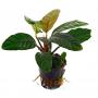 Anubias Barteri var. Coffeefolia - Article To Be Sold Only In Italy