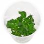 Anubias Heterophylla in Vitro - Article To Be Sold Only In Italy