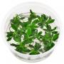 Anubias Barteri "Petite" in Vitro - Article To Be Sold Only In Italy