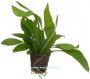 Anubias Congensis - Article To Be Sold Only In Italy