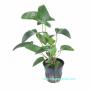 Anubias Gracilis - Article To Be Sold Only In Italy