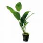 Anubias Hastifolia - Article To Be Sold Only In Italy