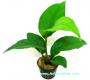 Anubias Species - Article To Be Sold Only In Italy