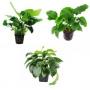 . Offerta Assortimento Anubias Mix - Article to be sold only in italy