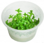Bacopa Amplexicaulis in Vitro - Article To Be Sold Only In Italy