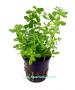 Bacopa Compacta - Article To Be Sold Only In Italy