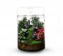 Bioloark Luji Glass Cup MY-180H cm18x26,5h - terrario in vetro con coperchio e sistema di recupero dell'acqua