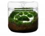Bioloark Luji Glass Cup MY-150 cm15x16h - terrario in vetro con coperchio e sistema di recupero dell'acqua