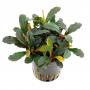 Bucephalandra "Mini Red" - Article To Be Sold Only In Italy
