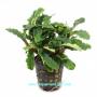 Bucephalandra Green Velvet - Article To Be Sold Only In Italy