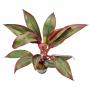 Cordyline Red Edge - Article To Be Sold Only In Italy