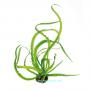 Crinum Natans - Article To Be Sold Only In Italy