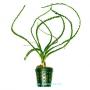 Crinum Calamistratum - Article To Be Sold Only In Italy