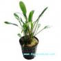 Cryptocoryne Amicorum - Article To Be Sold Only In Italy