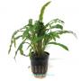 Cryptocoryne Costata - Article To Be Sold Only In Italy