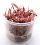 Cryptocoryne wendtii 'Fancy Pink' in vitro- Article To Be Sold Only In Italy