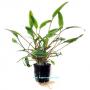 Cryptocoryne Lutea - Article To Be Sold Only In Italy