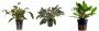 Offerta Assortimento Cryptocoryne Mix - Set di 3 piante della specie Cryptocoryne