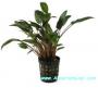 Cryptocoryne Moehlmannii - Article To Be Sold Only In Italy