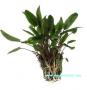 Cryptocoryne Petchii - Article To Be Sold Only In Italy