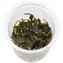 Cryptocoryne Wendtii Brown in Vitro - Article To Be Sold Only In Italy
