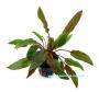 Cryptocoryne Wendtii Red - Article To Be Sold Only In Italy