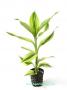 Dracena Sanderiana - Article To Be Sold Only In Italy