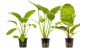 Offerta Assortimento Echinodorus Mix - Set di 3 piante della specie Echinodorus