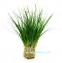 Eleocharis Acicularis - Article To Be Sold Only In Italy