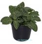 Fittonia Mini White - Article To Be Sold Only In Italy