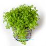 Hemianthus Callitrichoides - Article To Be Sold Only In Italy