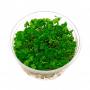 Hydrocotyle Tripartita (Japan) in Vitro- Article To Be Sold Only In Italy