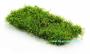 Java Moss ( TaxiPhyllum Barbieri ) - Article To Be Sold Only In Italy