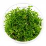 Limnophila Vietnam in Vitro - Article To Be Sold Only In Italy