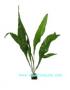 Pianta: Microsorum Pteropus Large - Article To Be Sold Only In Italy