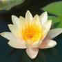 Nymphaea Aurora Gialla - Article to be sold only in Italy