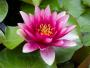 Nymphaea "Attraction" Rosa scuro