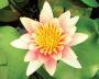 Nymphaea Sioux Rosa - Article to be sold only in Italy