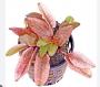 Cryptocoryne Flamingo - Article To Be Sold Only In Italy