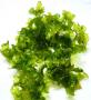 Muschio Pellia Moss  - Article To Be Sold Only In Italy