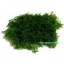 Moss Riccardia Chamedryfolia - Article To Be Sold Only In Italy
