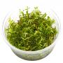 Rotala Vietnam H'ra in Vitro - article to be sold only in italy