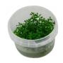 Rotala sp. "Ceylon" in Vitro  - Article To Be Sold Only In Italy