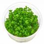 Rotala Indica in Vitro - Article To Be Sold Only In Italy