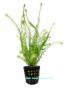 Rotala Wallichii - Article To Be Sold Only In Italy